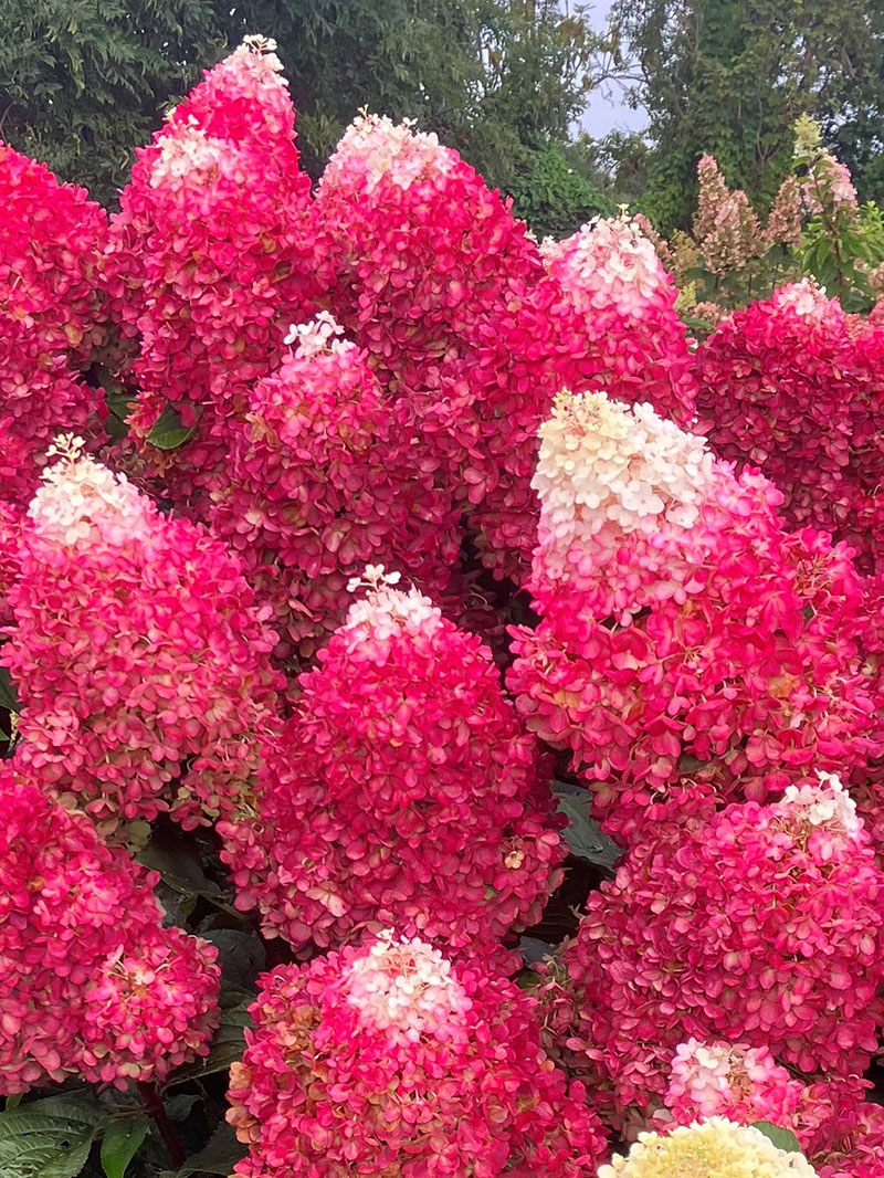 Hydrangea paniculata Living Red Velvet®